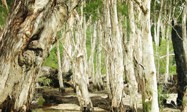 Treemendous