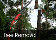 Tree Removal
