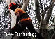 Tree Trimming