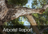 Arborist Report